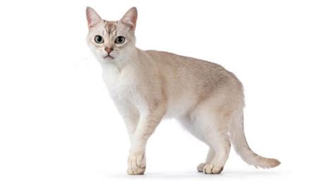 Burmilla Cat Breed: Size, Appearance & Personality